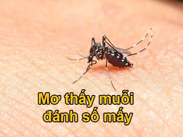 Mơ thấy muỗi đánh số mấy