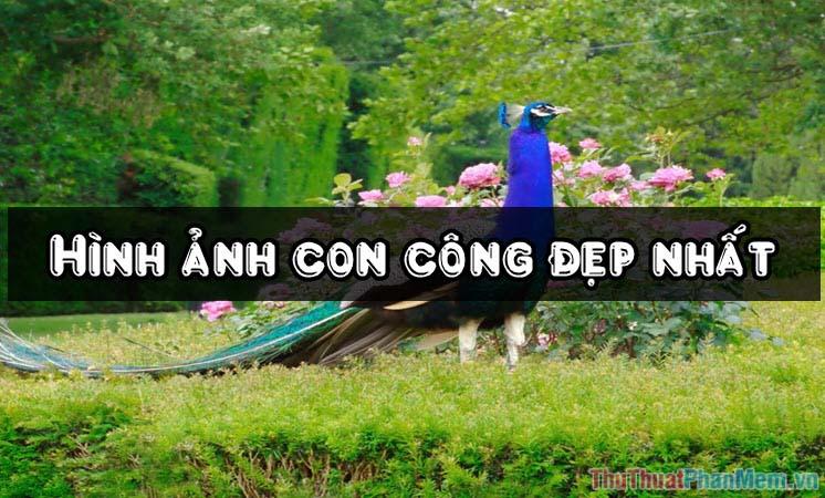 Bộ sưu tập hình ảnh độc đáo về loài Công