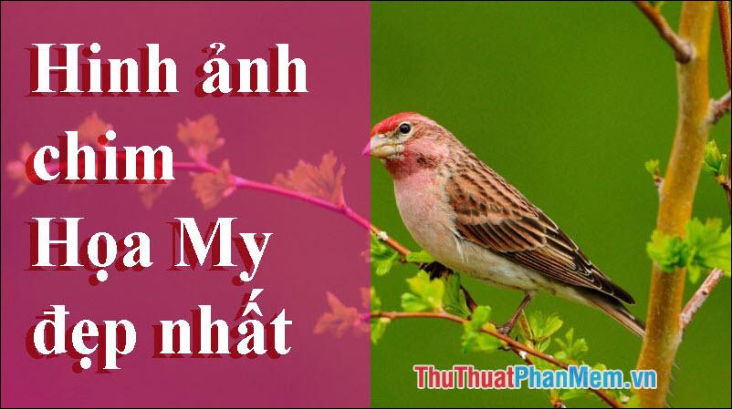 Bộ sưu tập ảnh đẹp nhất về chim Họa Mi