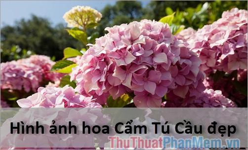 Tổng hợp hình ảnh hoa Cẩm Tú Cầu cực đẹp