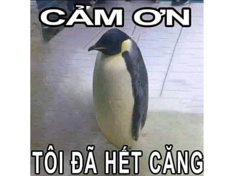 25-anh-meme-cam-on-cute-meme-cam-on-ca-khia-cuc-manh-1396