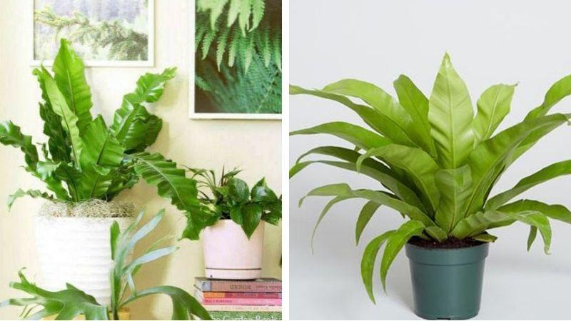 Cây ổ phụng hay còn có tên gọi là cây ráng ổ phụng, cây tổ quạ, cây tổ chim…