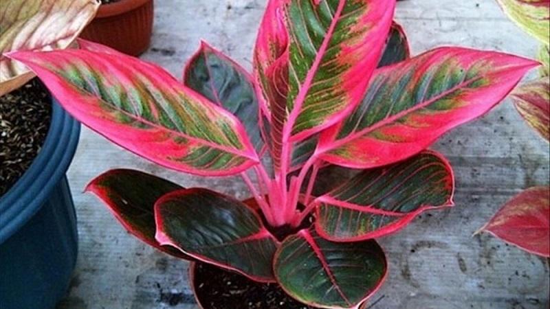 Cây phú quý có tên tiếng anh là Aglaonema Red