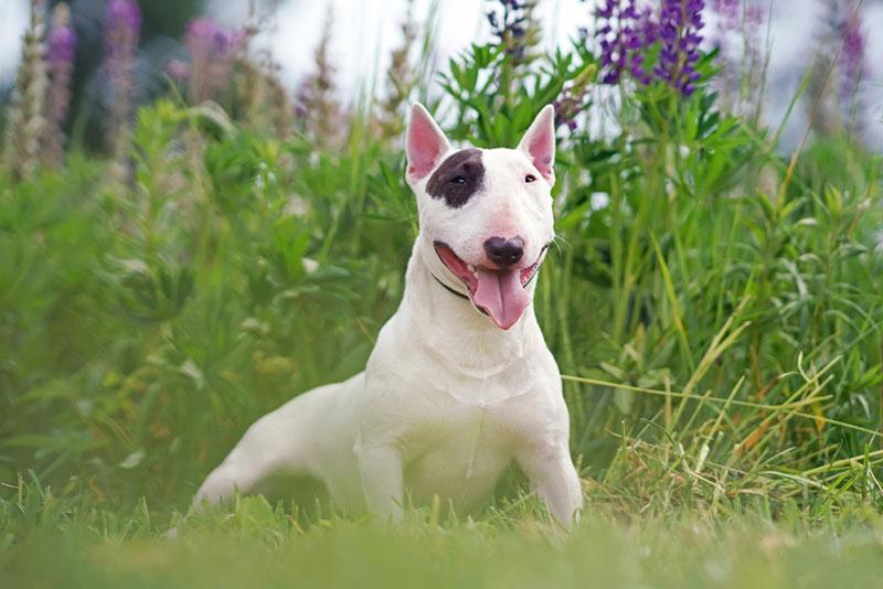 Chó mặt dài Bull Terrier (chó sục bò)