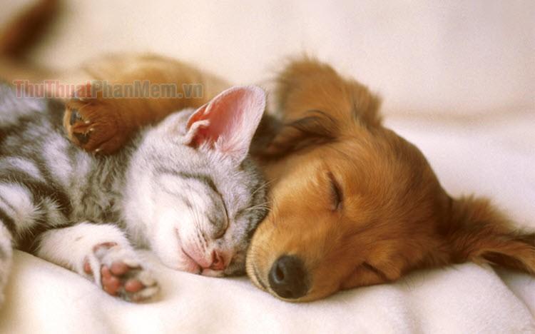 Hình ảnh thú cưng cute tuyệt đẹp