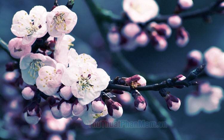 Hình nền bông hoa đẹp