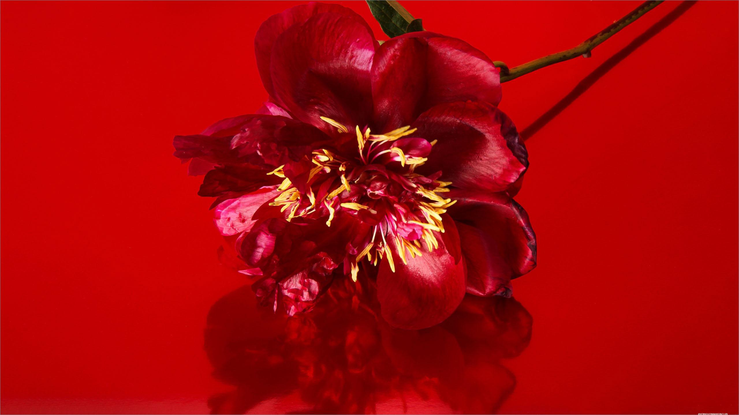 Hình Nền Màu đỏ Sáng Tạo Trung Quốc Ngày Valentine Poster Nền, HD và Nền Cờ  đẹp ruy băng, tình yêu, lễ hội ngôi sao để Tải Xuống Miễn Phí - Lovepik