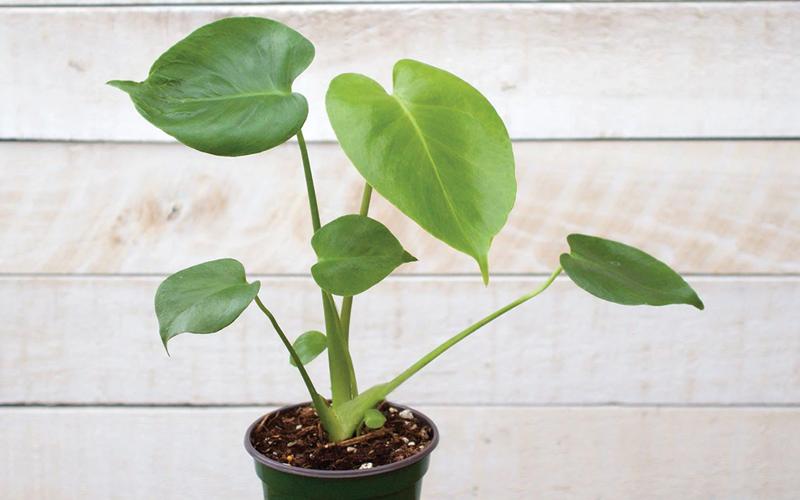 Cây Monstera khi còn nhỏ