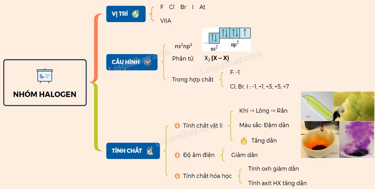 Khái quát về nhóm halogen</>