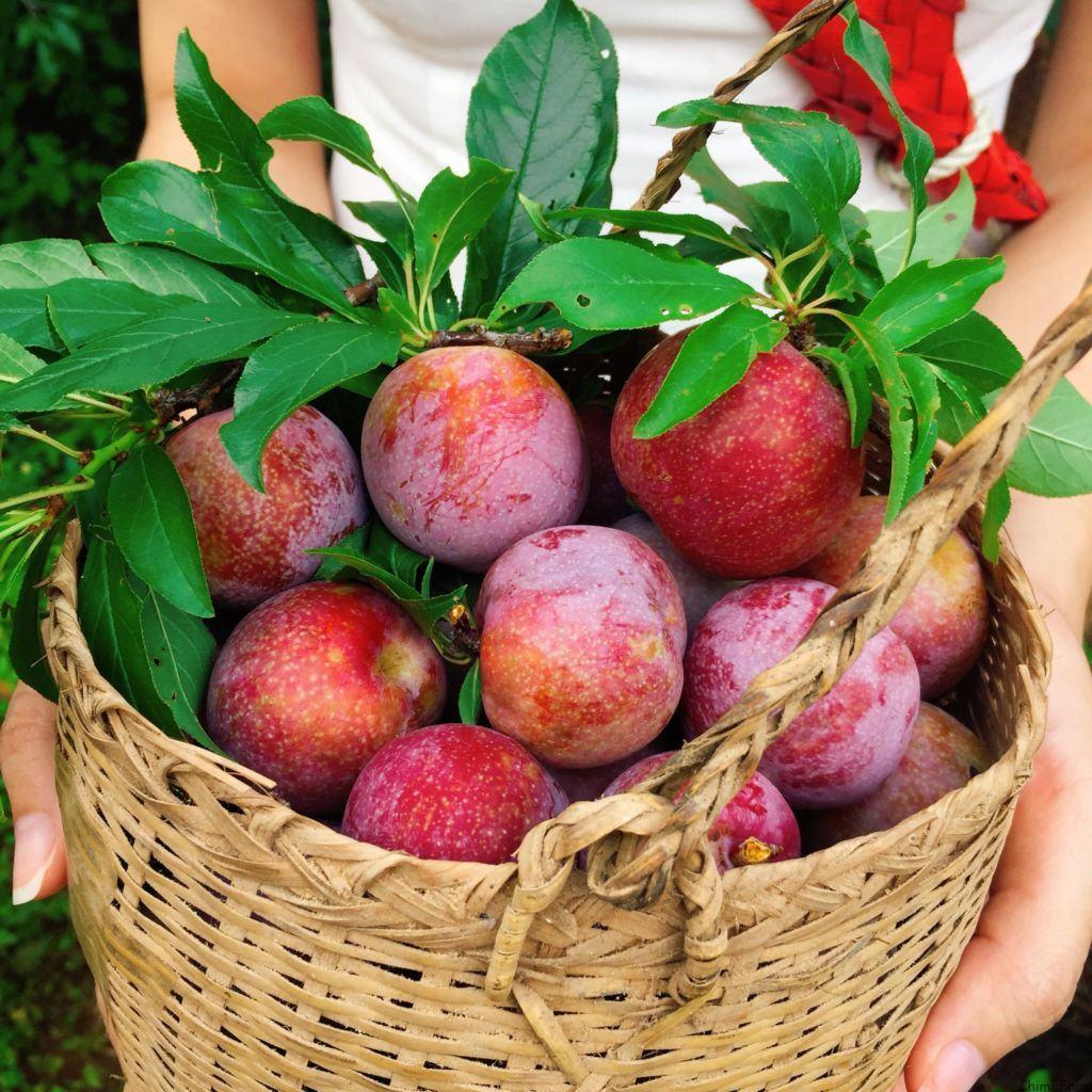 100g Mận có bao nhiêu calo? Ăn mận có tăng cân không?