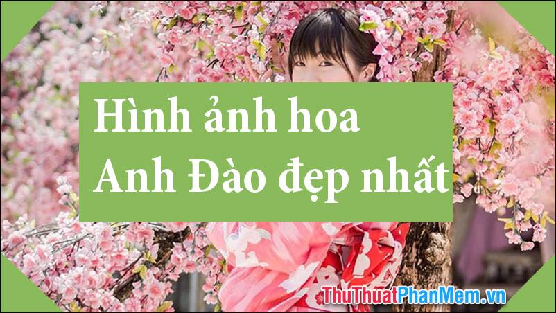 50+ Hình ảnh hoa Anh Đào - Tổng hợp bức tranh hoa Anh Đào Nhật Bản tuyệt vời nhất