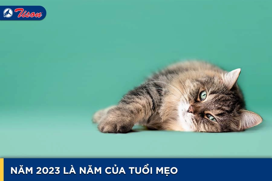 Năm của tuổi Mẹo là năm 2023