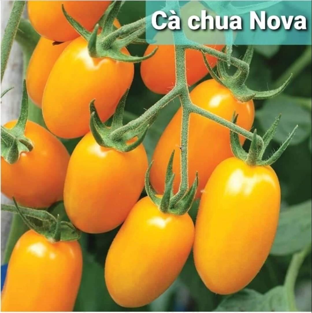 hạt giống cà chua trái cây ngọt nova