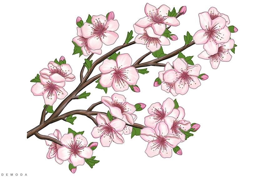 Hình vẽ hoa anh đào, cách vẽ hoa anh đào
