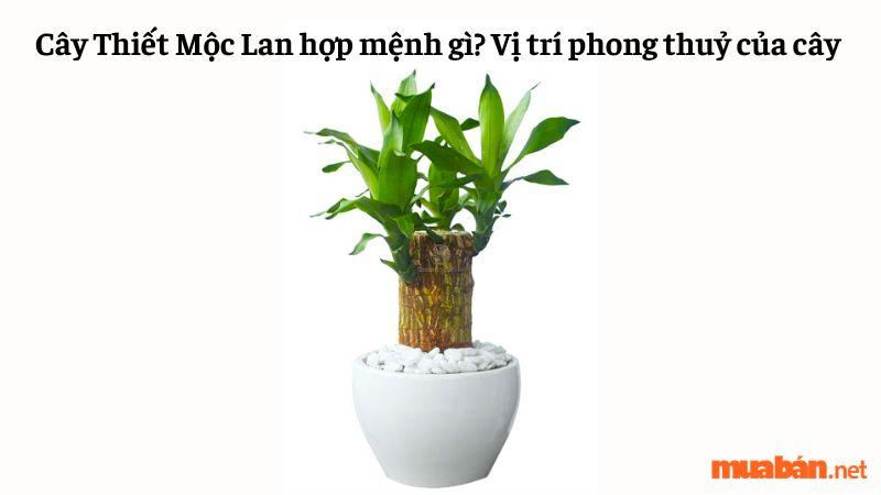 Cây Thiết Mộc Lan hợp mệnh gì? Vị trí phong thuỷ của cây Thiết Mộc Lan