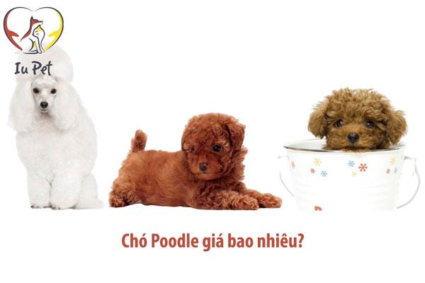 giá chó poodle - gia cho poodle