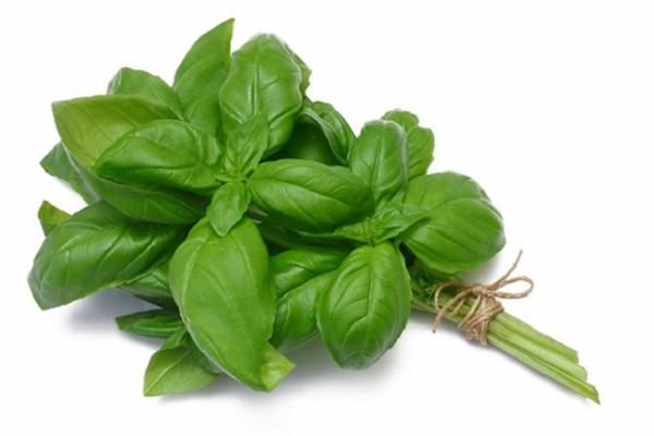 Basil là gì?