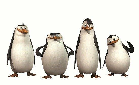 Ảnh 4 con chim cánh cụt Madagascar dễ thương