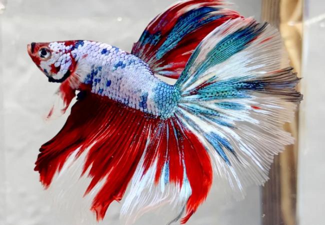 tiêu đề ảnh các loại cá Betta ảnh 1