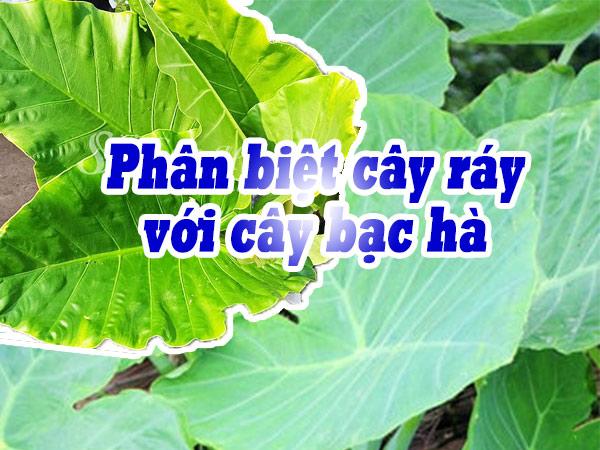 Phan-Biet-Cay-Ray-Cay-Bac-Ha