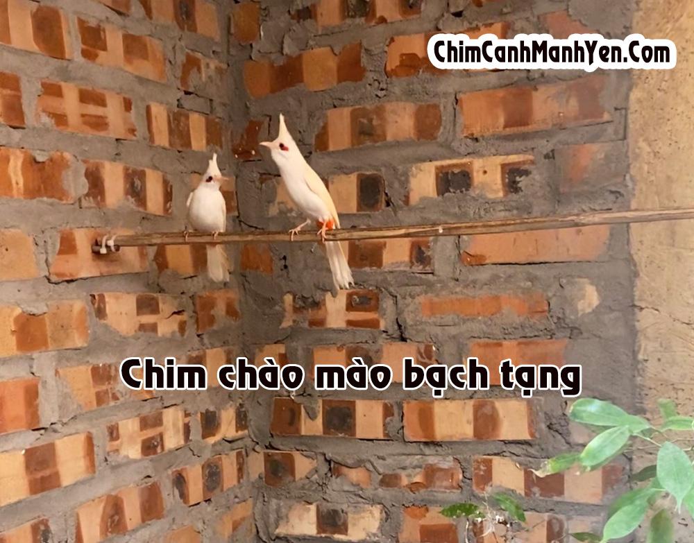 Chào mào bạch tạng