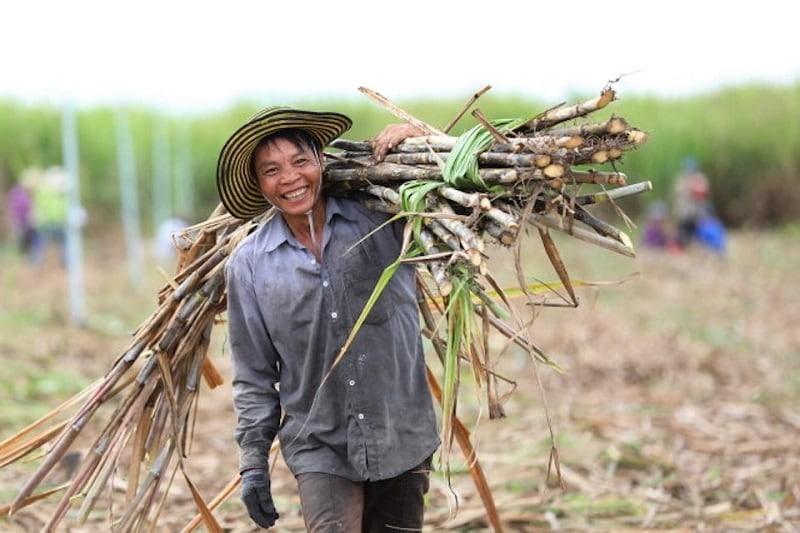 Sacarozơ Bị Hóa Đen Trong H2SO4 Đặc