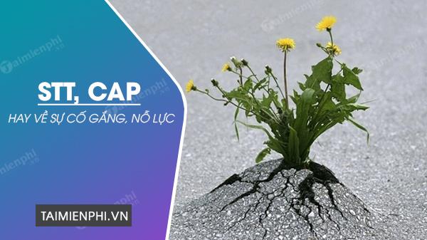 STT cực hay về sự nỗ lực
