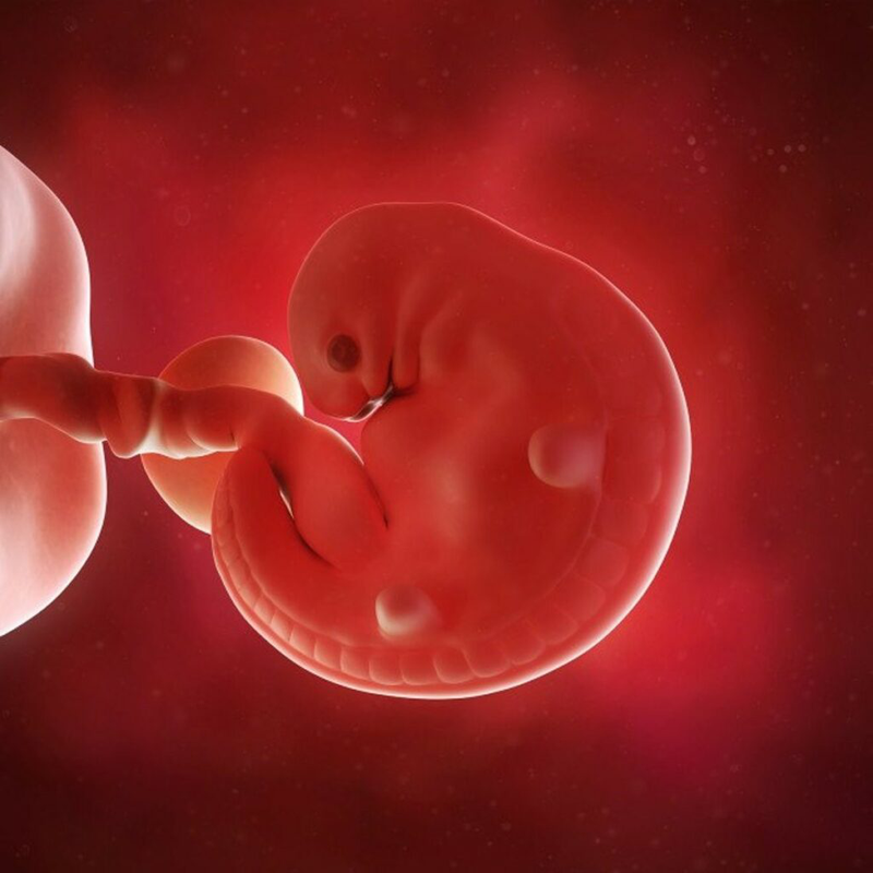 Vị trí nằm của thai nhi trong bụng mẹ theo từng giai đoạn như thế nào?