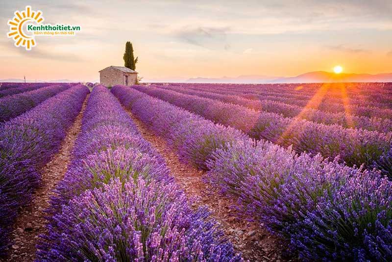 Cánh đồng hoa oải hương ở Provence Pháp