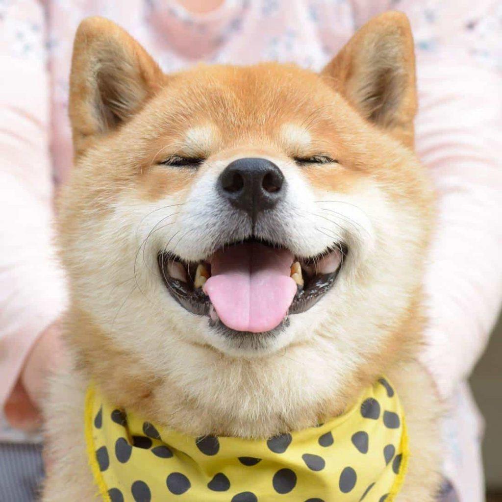 Avatar chó shiba siêu cute