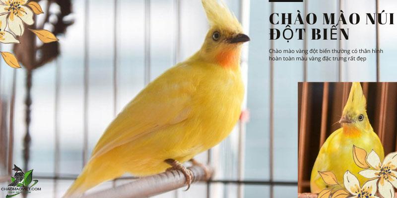 chào mào núi đột biến