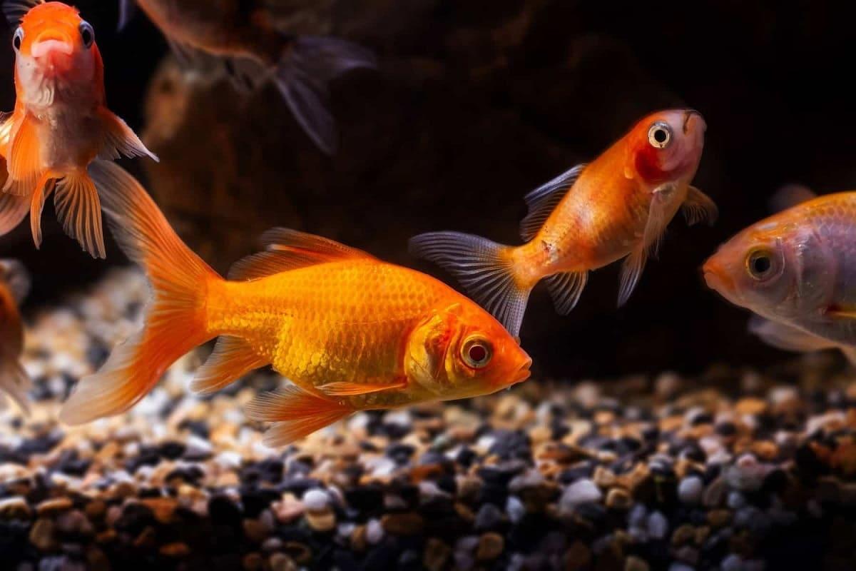nguồn gốc cá ba đuôi