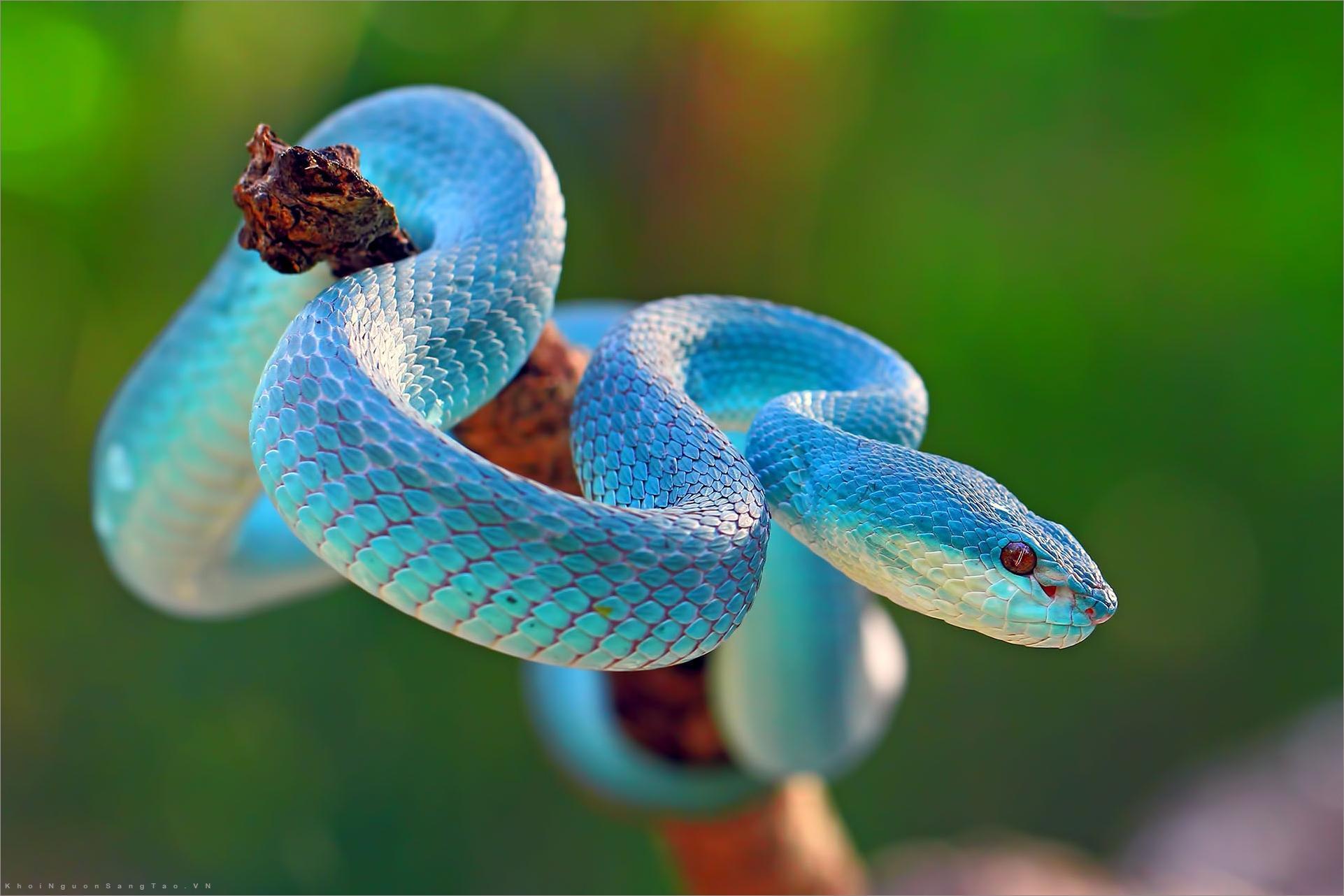Hình nền con rắn