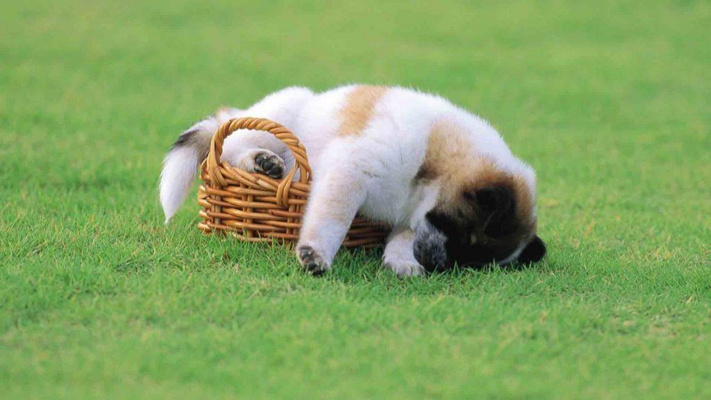 hình ảnh dễ thương ngộ nghĩnh