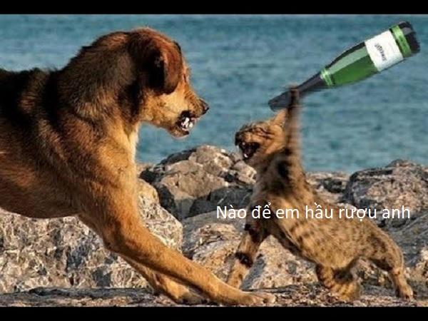 Chó mèo nhà người ta. - hoa hoa