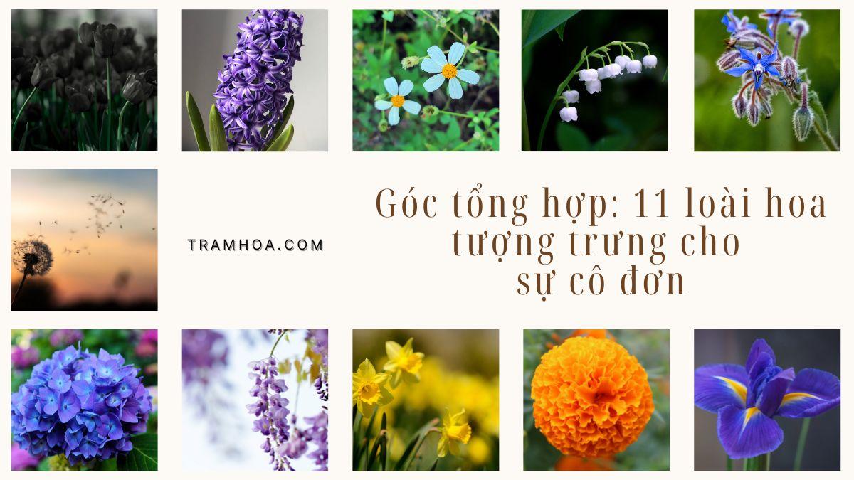 Góc tổng hợp 11 loài hoa tượng trưng cho sự cô đơn