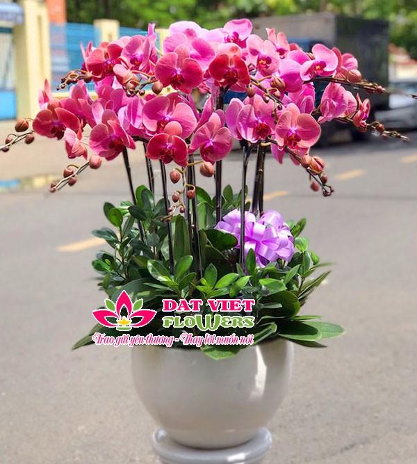 Chậu lan hồ điệp tặng sinh nhật mẹ