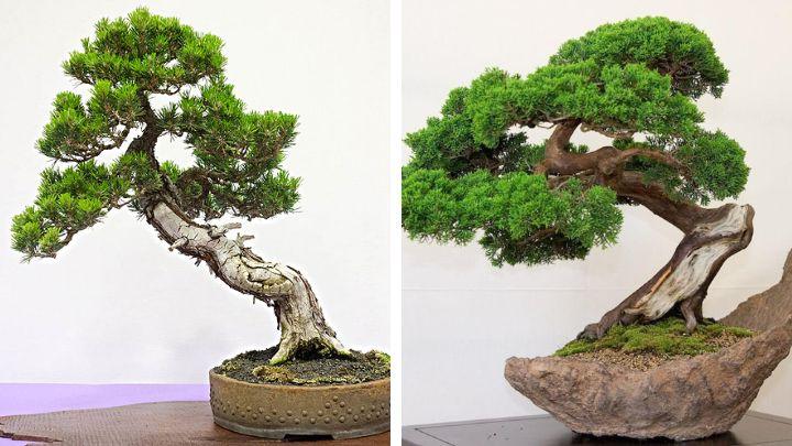 Cây tùng bách tán mang nhiều ý nghĩa phong thủy to lớn cho người trồng