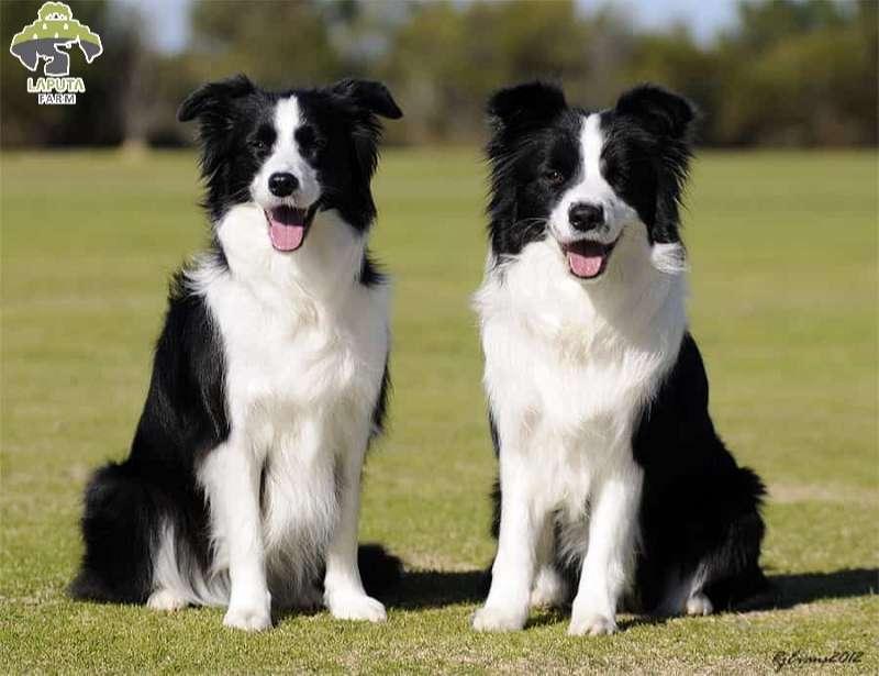 Chó Border Collie