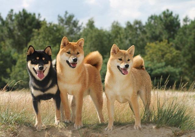 Hình ảnh 3 chú chó Nhật Bản Shiba Inu với 3 màu sắc cơ bản