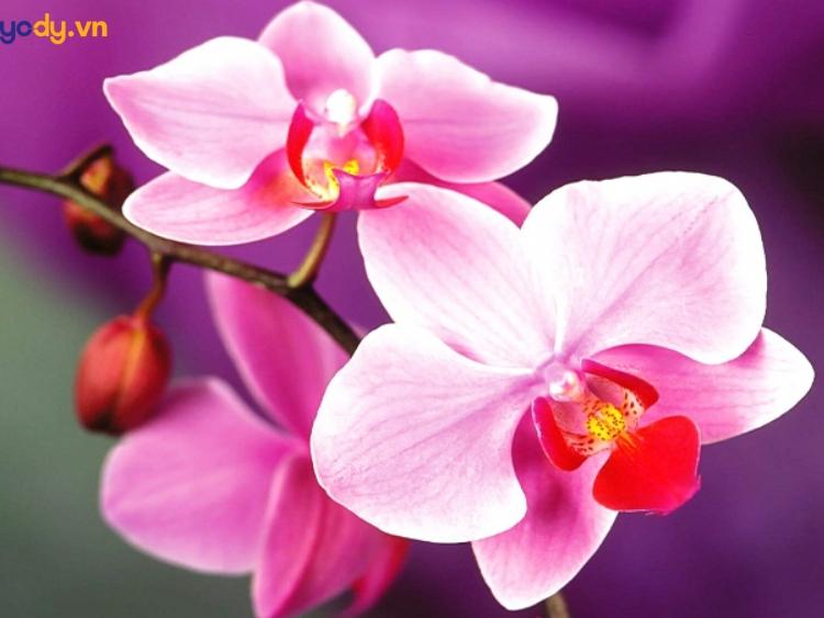 Các loại hoa đẹp