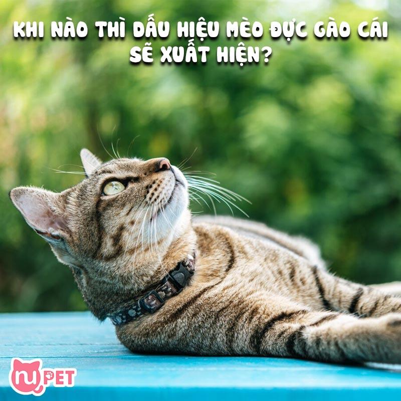 Khi nào thì dấu hiệu mèo đực gào cái sẽ xuất hiện