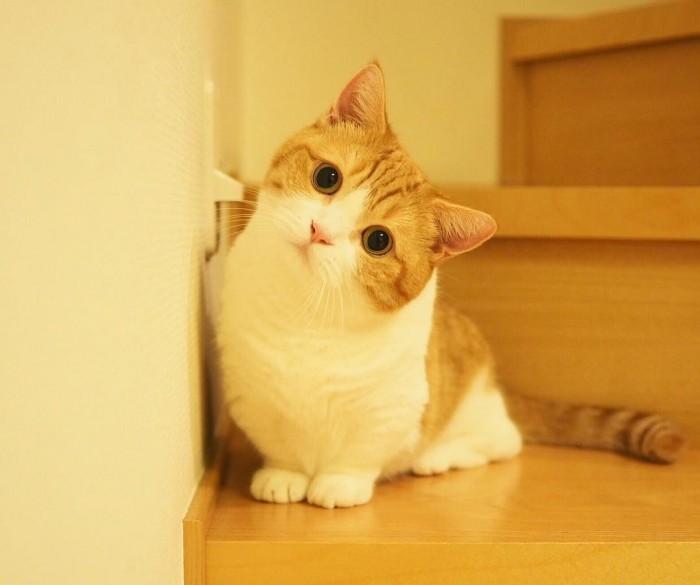 meo-munchkin-2