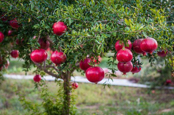 Trước nhà nên trồng 3 loại cây này, gia đình giàu sang thịnh vượng - 1