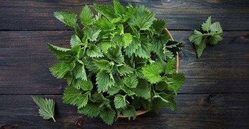 Cây tầm ma có tác dụng gì?