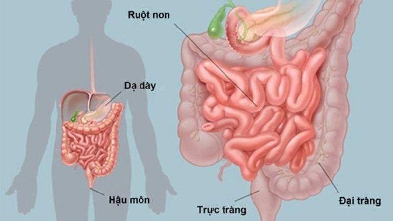 Tiêu hóa thức ăn có thể gây ra bụng sôi