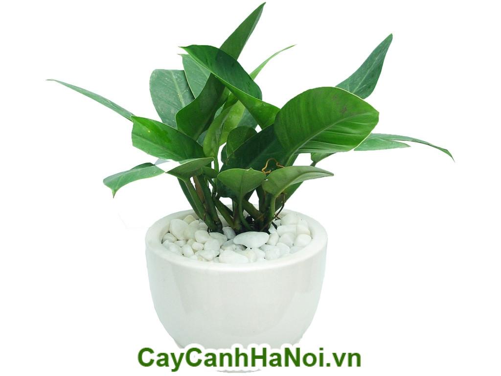 Cây đế vương