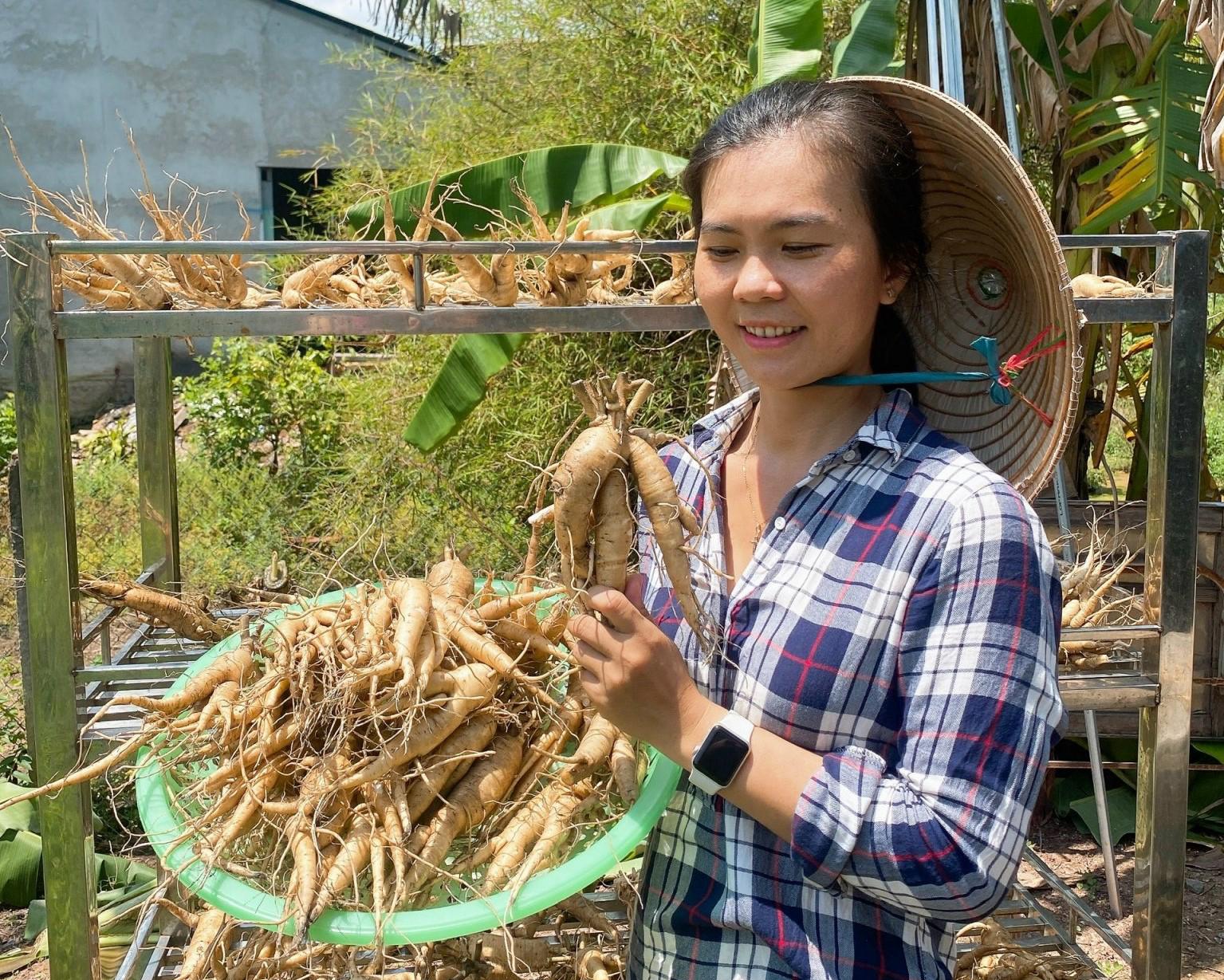 Cô gái trồng sâm bố chính thu 500 triệu đồng/tháng