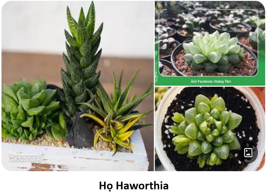 haworthia