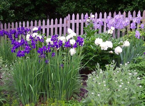 IRIS (HƯƠNG HOA DIÊN VỸ)